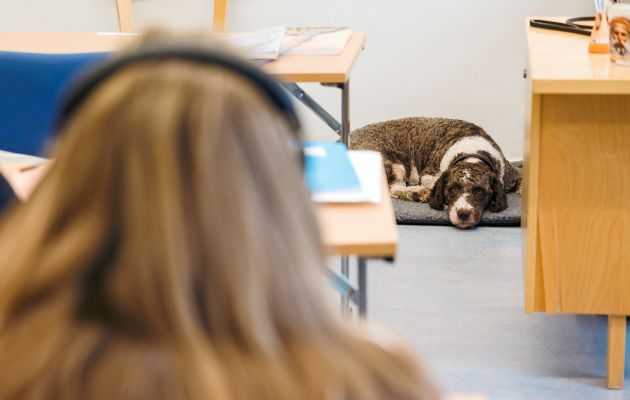 Klasshunden Morris ligger och vilar i på sin duna i Slussens klassrum.