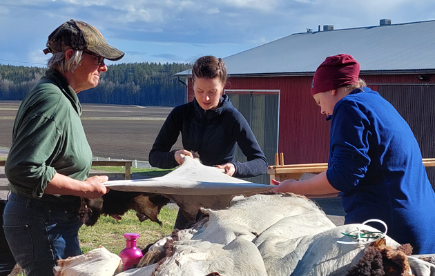 Tre kursdeltagare arbetar med skinngarvning ute i vårsolen. Grönt landskap i bakgrunden och blå himmel.